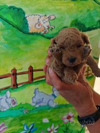 Cuccioli barboncini Red toy