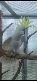 Cacatua delle Mollucche e cacatua GaleritaGalerita