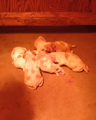 Cuccioli Épagneul Breton