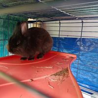 Coniglietto nero un anno di vita