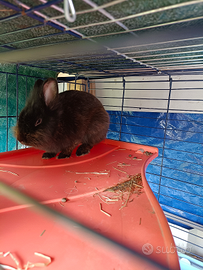 Coniglietto nero un anno di vita