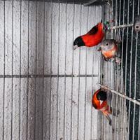 Cardinalini del Venezuela