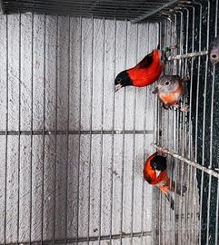 Cardinalini del Venezuela