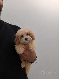 Maltipoo Mini Toy Crema/Bianco Disponibili Subito