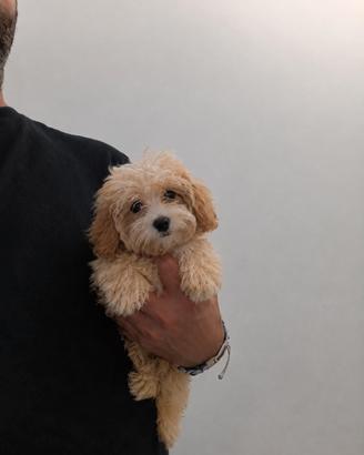 Maltipoo Mini Toy Crema/Bianco Disponibili Subito