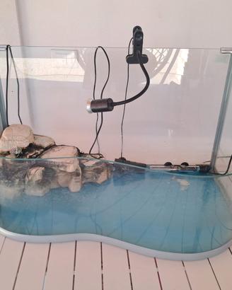 acquario tartarughe 