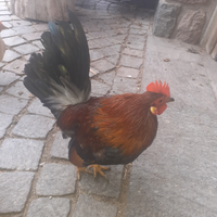Galletto serama