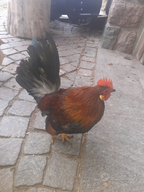 Galletto serama