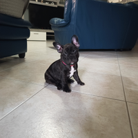 Cucciola di bulldog francese