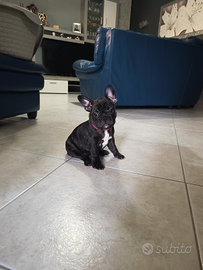 Cucciola di bulldog francese