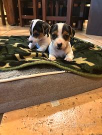 Maschi jack russell terrier