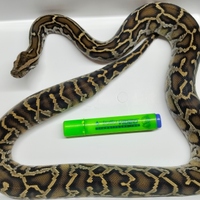 03 Pitone Moluro Bivittatus Maschio