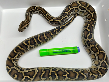 03 Pitone Moluro Bivittatus Maschio