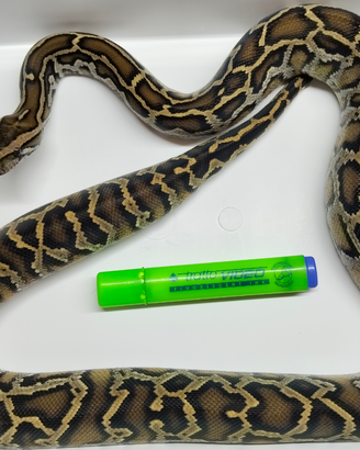 03 Pitone Moluro Bivittatus Maschio