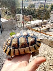 testudo marginate