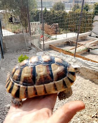 testudo marginate