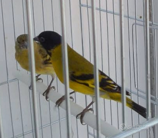 Lucherini testa nera