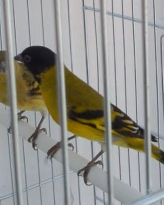 Lucherini testa nera