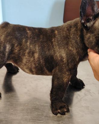 Bulldog francese
