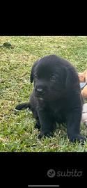 Labrador retriever cuccioli