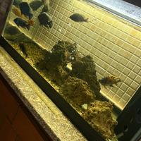 Acquario con pesci