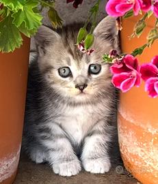 Cuccioli British Longhair incrocio