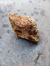 Rocce Vive Acquario Marino