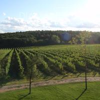 Terreno agricolo con vigneto e magazzino