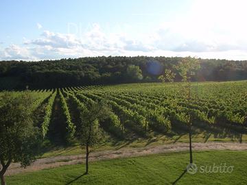 Terreno agricolo con vigneto e magazzino
