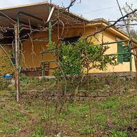 Uliveto e vigneto con locale deposito abitabile