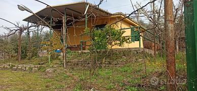 Uliveto e vigneto con locale deposito abitabile