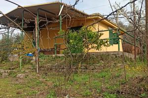 Uliveto e vigneto con locale deposito abitabile