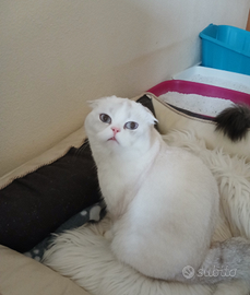 Cucciola Scottish Fold