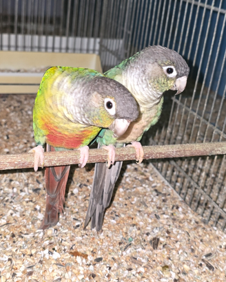 Coppia Pyrrhura
