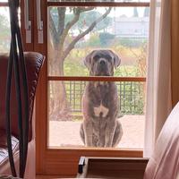 Cane corso per monta