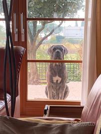 Cane corso per monta