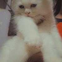 Gattini Persiano/Ragdoll