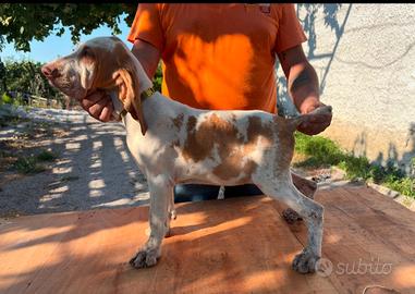 Bracco italiano