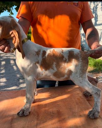 Bracco italiano