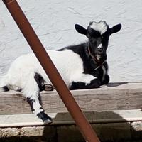 Capretta nana tibetana