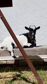 Capretta nana tibetana