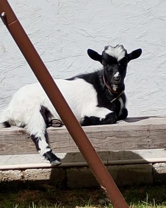 Capretta nana tibetana