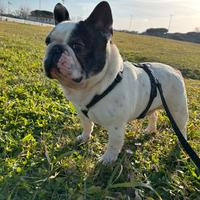 Monta bulldog francese