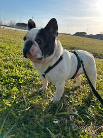 Monta bulldog francese