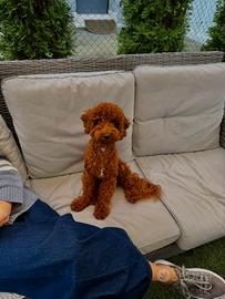 Maschietto di barboncino per accoppiamento