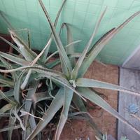 Aloe Vera grande in vaso 