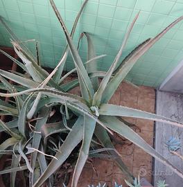 Aloe Vera grande in vaso 