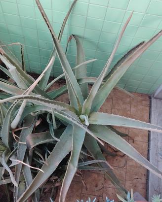 Aloe Vera grande in vaso 