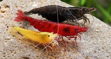 Neo/caridine vari tipi e colori