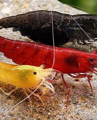 Neo/caridine vari tipi e colori